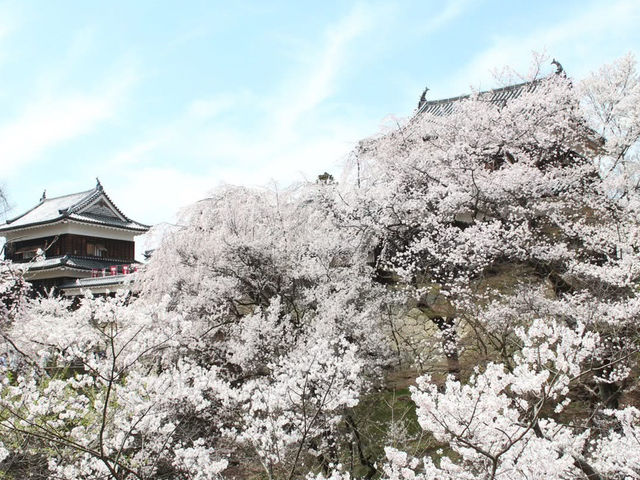 Chasing Sakura at Ueda Castle in Shishu, Nagano