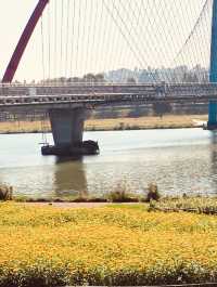 Spring's River Reflection: Expo Bridge at Midday