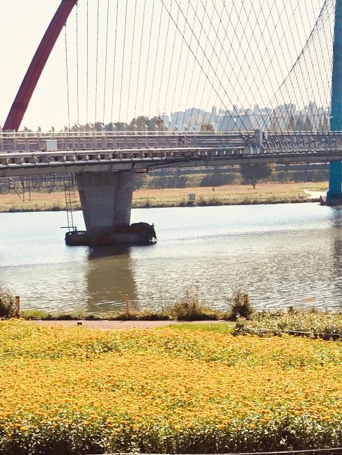 Spring's River Reflection: Expo Bridge at Midday