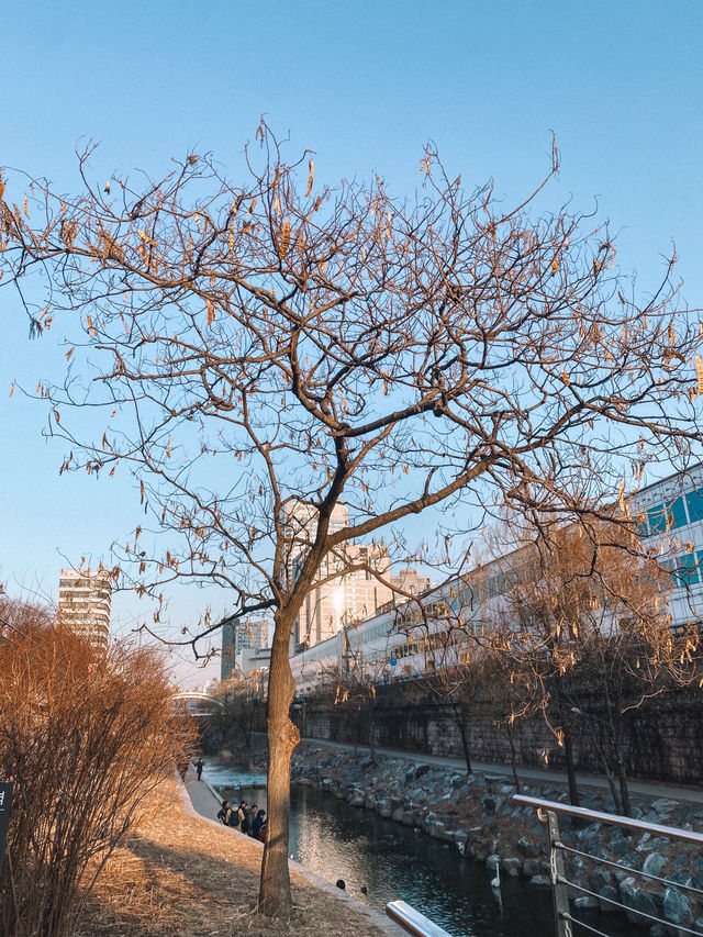 One find day at Cheonggyecheon Stream in Seoul 🇰🇷