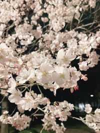 Cherry Blossoms in Maruyama Park, Kyoto