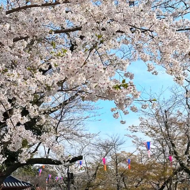 東京王子站-飛鳥山公園，當地日本人的賞櫻野餐景點