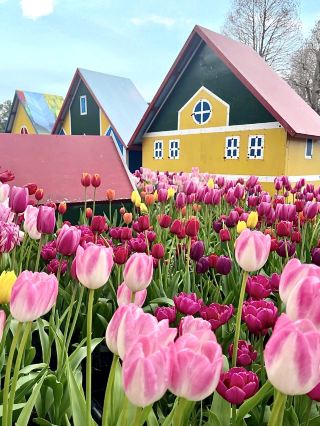 Spring at Kiso Sansen Park🌷