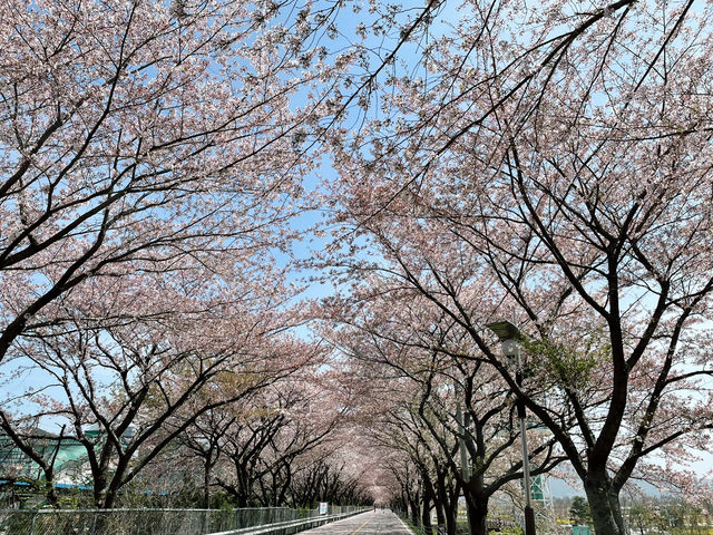 벚꽃터널길에서 봄즐기기🌸