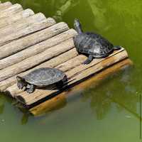 ボア・ジ・フリオ公園（ブラジル・リオデジャネイロ） – 静寂の中に広がる熱帯植物の楽園 