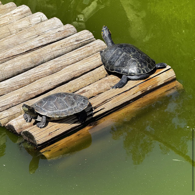 ボア・ジ・フリオ公園（ブラジル・リオデジャネイロ） – 静寂の中に広がる熱帯植物の楽園 