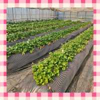 【千葉】でいちご狩り🍓