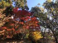 【高台寺の紅葉🍁】