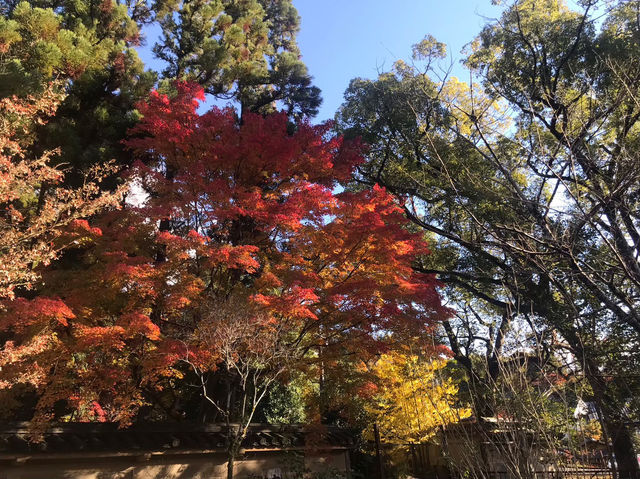 【高台寺の紅葉🍁】