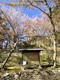 Spring Visit to Bishamondō Temple🌸