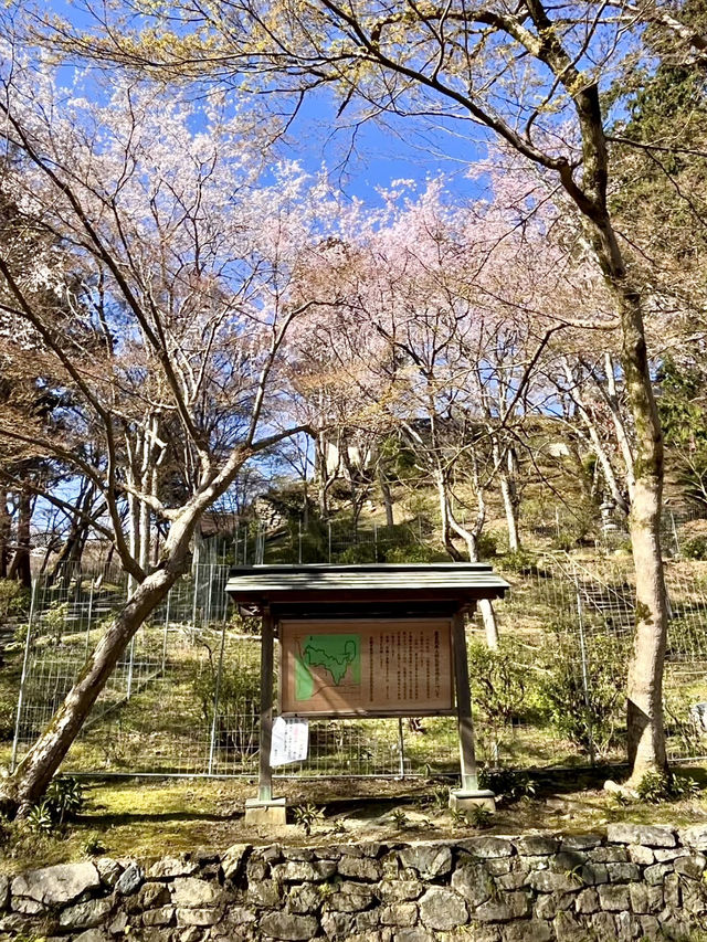 Spring Visit to Bishamondō Temple🌸