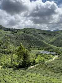 ไร่ชา BOH, Cameron Highland, มาเลเซีย