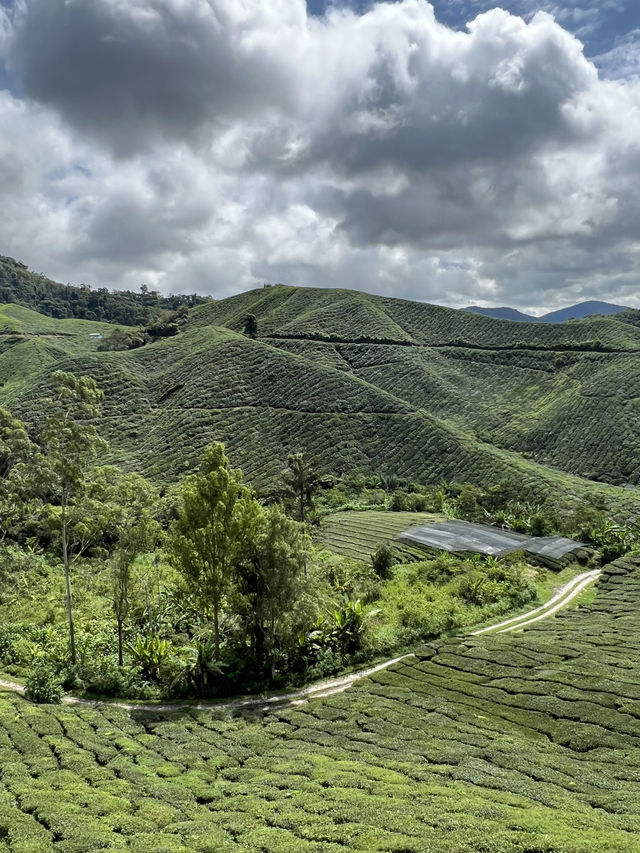 ไร่ชา BOH, Cameron Highland, มาเลเซีย