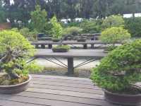 [🇯🇵京都] 緑に包まれる癒しの時間―京都府立植物園で感じる自然の息吹