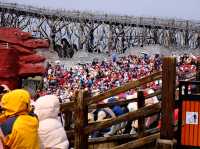 ชมโชว์ Impression of Lijiang