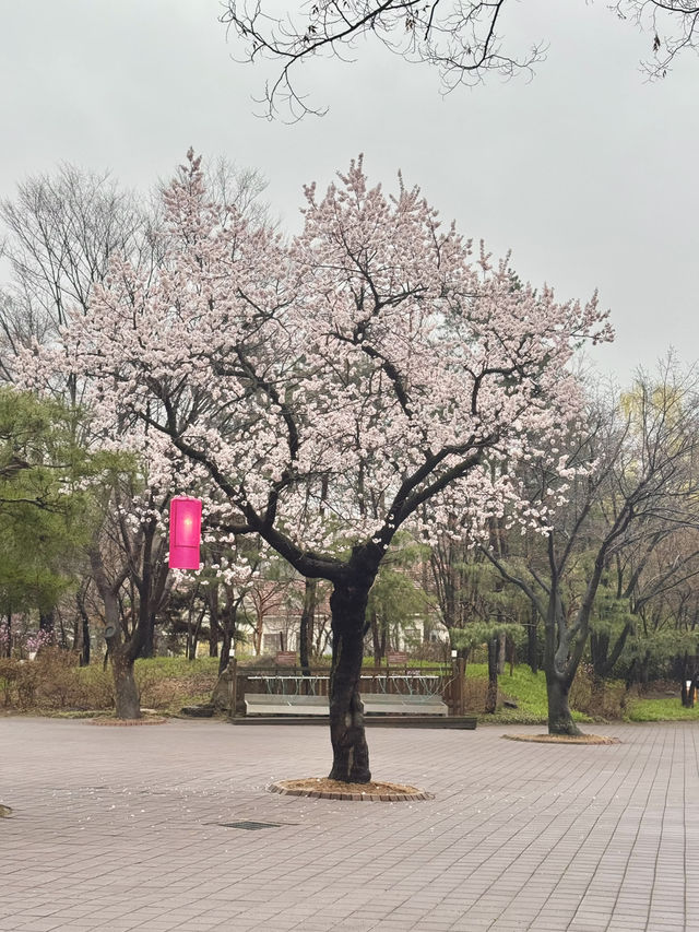 Immerse yourself to a Traditional Korean Culture of Late Joseon Era
