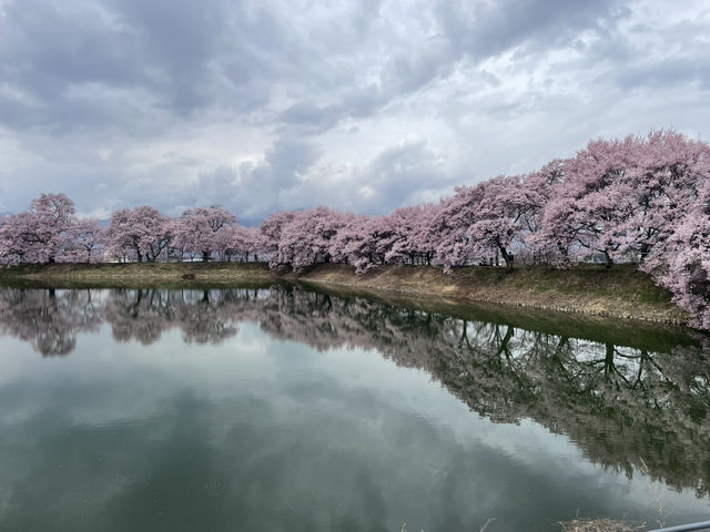 穴場櫻花景點 完全唔迫人