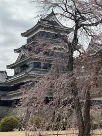Matsumoto castle cherry blossom @ Matsumoto