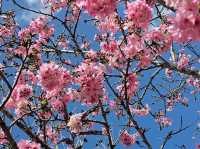 🌸**台中櫻花秘境**🌸