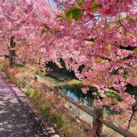 東京近郊的私房賞櫻秘境---松戶坂川河津櫻