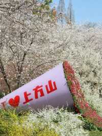 Shangfang Mountain National Forest Park Cherry Blossoms