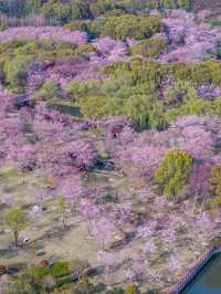 Sakura Vibe from Gucun Park, Shanghai 🇨🇳🌸
