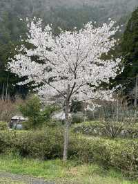 หมู่บ้านคายาบุกิโนะซาโตะ (Miyama Kayabuki no Sato)