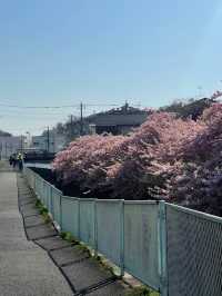 Where Spring Never Ends: Sakura Moments in Tokyo