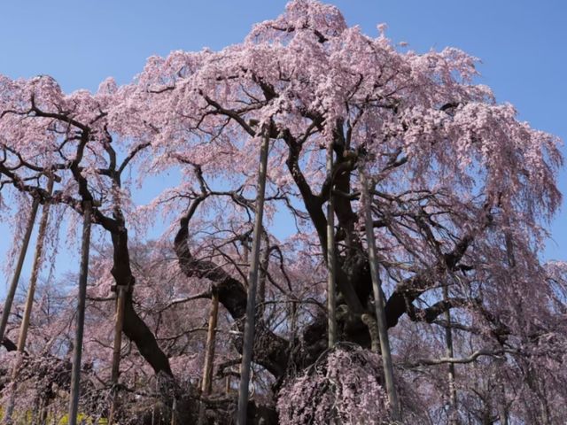 Miharu Takizakura– Japan’s Most Sacred Cherry Tree