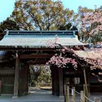 Miyajidake Shrine Cherry Blossoms– Fukuoka’s Sunset Sakura Spectacle