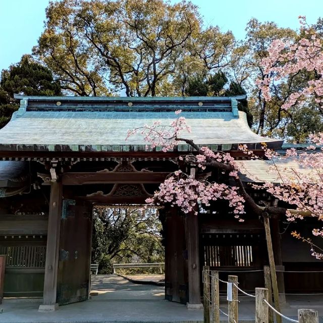 Miyajidake Shrine Cherry Blossoms– Fukuoka’s Sunset Sakura Spectacle