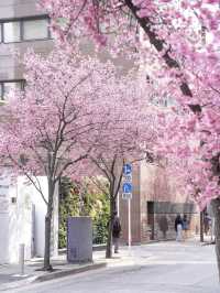 🌸 Tokyo Akihabara Cherry Blossoms – A Hidden Spring Gem! 🌸