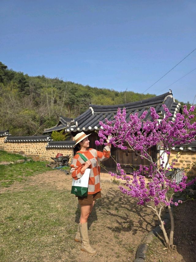 화과자만들기 체험이 가능한 영덕여행코스💛