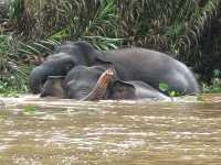 Wild & Wondrous: My Jungle Adventure on Kinabatangan River! 🌿🐘