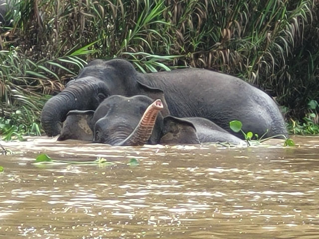 Wild & Wondrous: My Jungle Adventure on Kinabatangan River! 🌿🐘