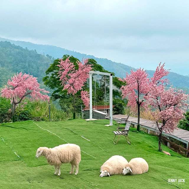 🐑 #ไร่ฟาร์มแกะ ภูทับเบิก☺️📌