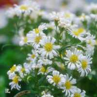 แลนด์มาร์คใหม่ ระยอง สวนพรรณไม้เมืองหนาว
