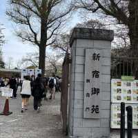 【都会のオアシス】東京 新宿 新宿御苑 季節ごとに異なる鮮やかな景色が楽しめる公園