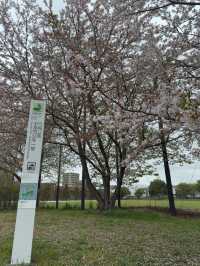 東京｜行船公園的櫻花魅力