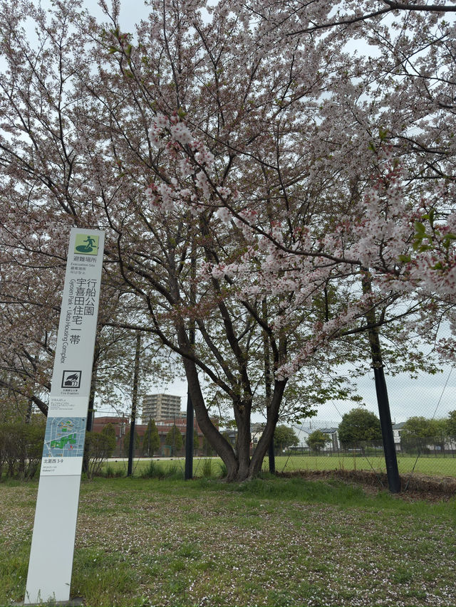 東京｜行船公園的櫻花魅力