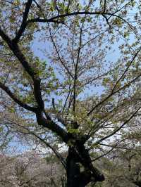 東京｜代代木公園的櫻花之美