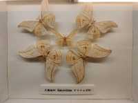 #嘉大昆蟲館-嘉義市東區