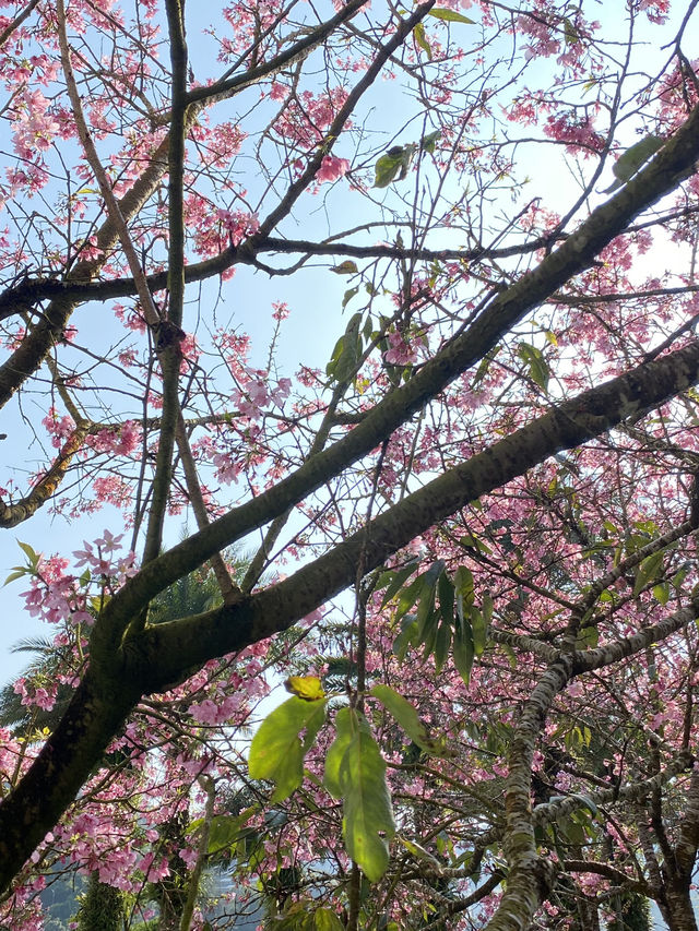 櫻花季來啦～這次前往台北陽明山賞櫻