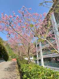櫻花季來啦～這次前往台北陽明山賞櫻