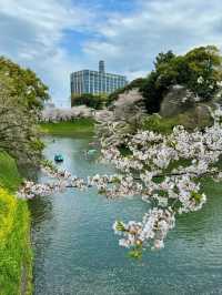 Chidorigafuchi Sakura – Tokyo’s Iconic Moat of Blossoms