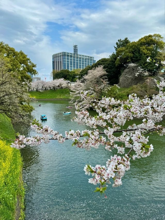 Chidorigafuchi Sakura – Tokyo’s Iconic Moat of Blossoms
