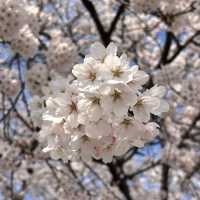 走吧！赴一場粉色之約🌸