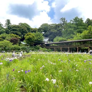 [Chiba] Chùa Hondo-ji, được mệnh danh là Kamakura của phương Bắc, là địa điểm nổi tiếng với hoa diên vĩ và hoa cẩm tú cầu
