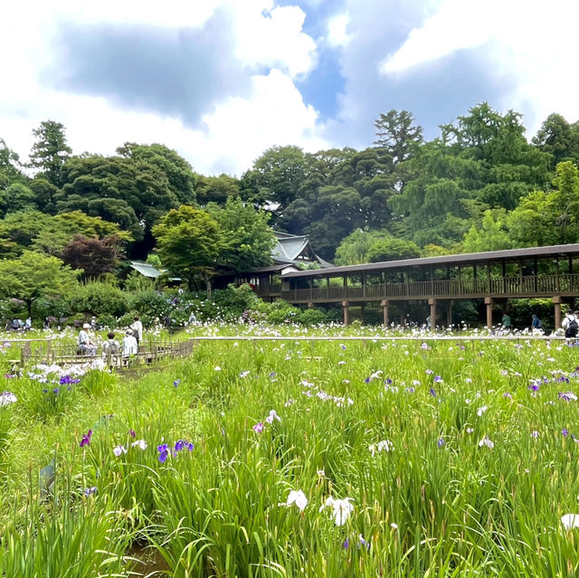 【千葉】北の鎌倉と呼ばれる「本土寺」菖蒲、紫陽花の名所