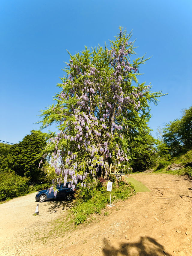 국내 대형 등나무 본사람🍇💜✅ 장유도예카페 